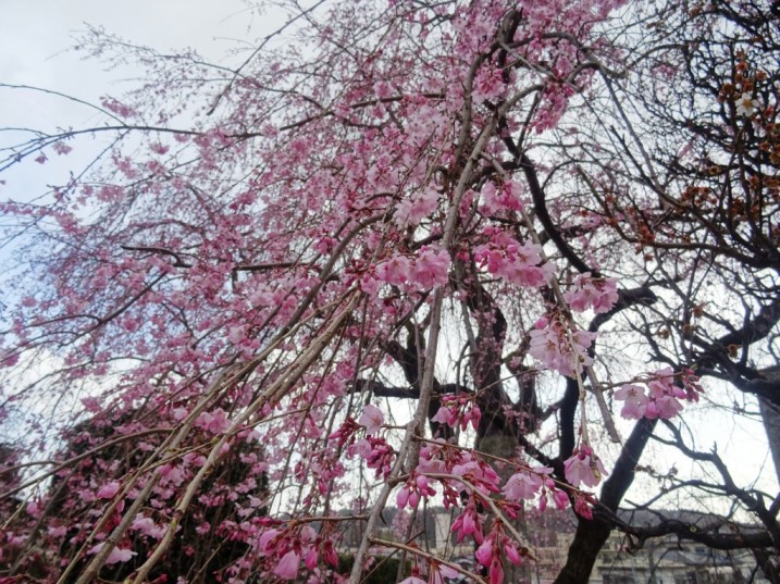 枝垂桜Ａ