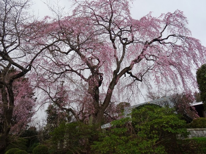 枝垂桜Ｂ