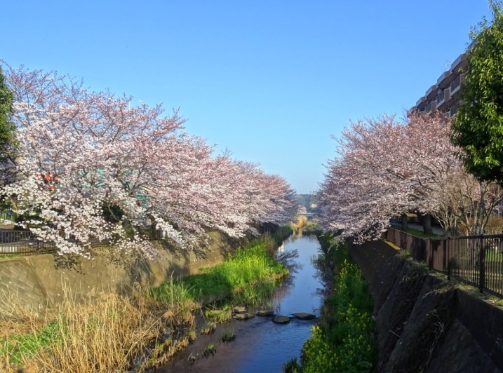 桜