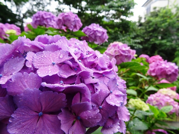 紫陽花